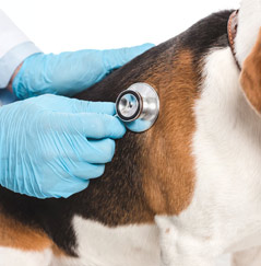 Animal care