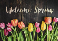 colorful tulips against a dark wood background