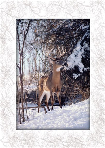 Whitetail Deer in Snow - Christmas Greeting Cards by CardsDirect
