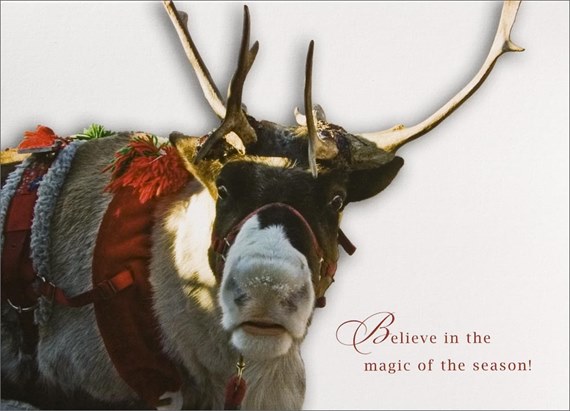 Holiday Reindeer