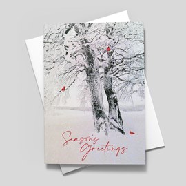 Winter Birds Holiday Card