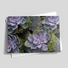 Succulent Salutations