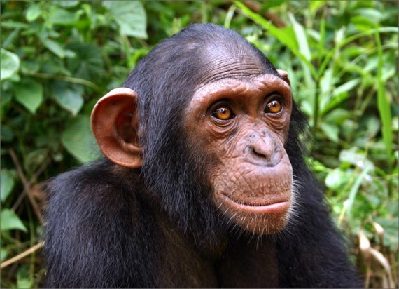 Massamba