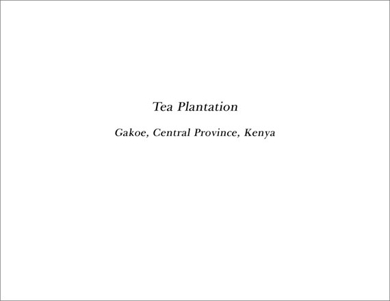 Tea Plantation