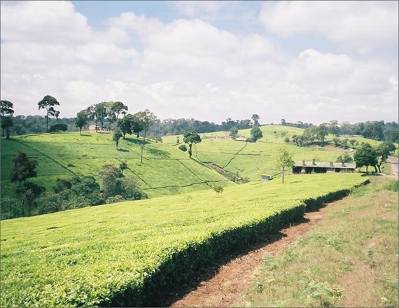 Tea Plantation