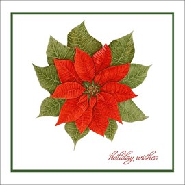 Red Poinsettia