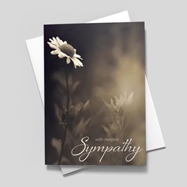 Flower Shadows Sympathy Card