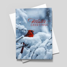 Cardinal Winter Holiday Card