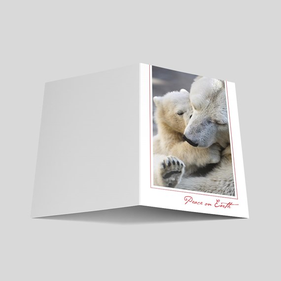 Peaceful Polar Bears