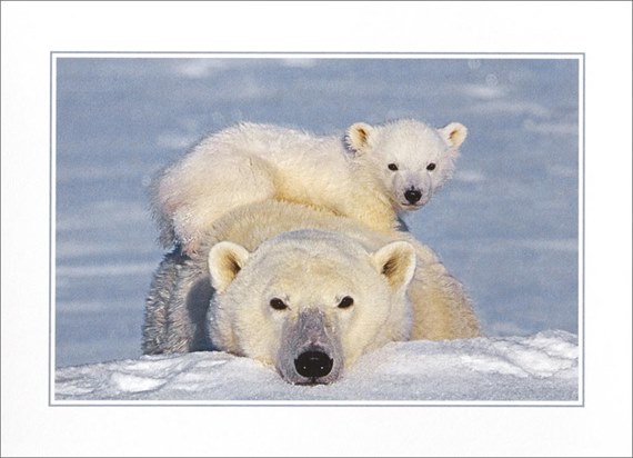 Polar Bear and Cub