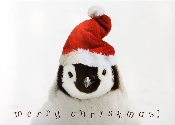 Festive Penguin
