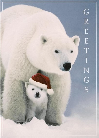 Mother & Cub