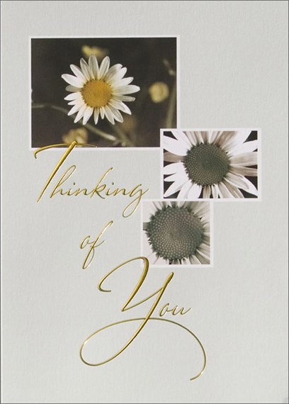 Daisy Thinking of You